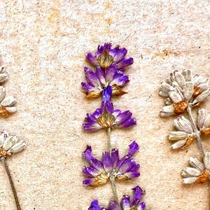 Hand Selected Pressed Dried English Garden Lavender Flowers