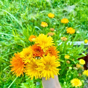 Calendula Flower Seeds - Porcupine Mixed Seeds Yellow & Orange - 50 Seeds - Open-Pollinated - calendula officinalis