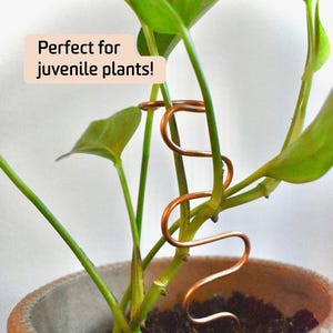 May include: A copper plant support in a decorative shape, coiled around a young plant's stem. The plant is in a brown ceramic pot. The text "Perfect for juvenile plants!" is in a light pink box.