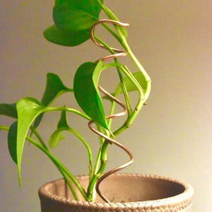 Wide Spiral Plant Trellis – 8” or 11” Copper Pothos Stake – Indoor Climbing Support