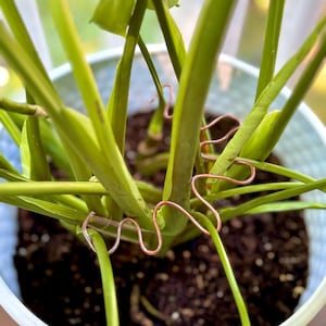 Multi-weather Copper Plant Stake: Handmade Plant Support