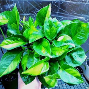 May include: A lush houseplant with vibrant green leaves, accented with yellow and cream variegation. The plant has large, heart-shaped leaves and appears healthy. The leaves are glossy and reflect light, creating a bright and cheerful appearance.