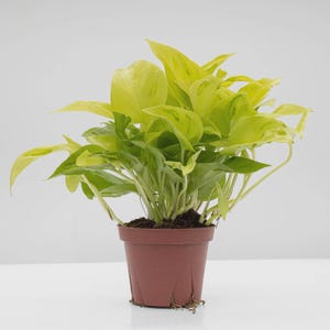 Puede incluir: Una planta de pothos ne&oacute;n en maceta con hojas de color verde amarillento brillante. La planta est&aacute; en una maceta de pl&aacute;stico marr&oacute;n peque&ntilde;a. Las hojas tienen un patr&oacute;n abigarrado y la planta tiene una apariencia completa y exuberante. El fondo es blanco.