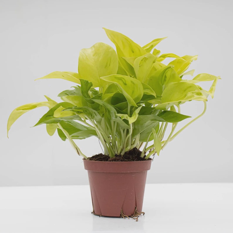 Puede incluir: Una planta de pothos ne&oacute;n en maceta con hojas de color verde amarillento brillante. La planta est&aacute; en una maceta de pl&aacute;stico marr&oacute;n peque&ntilde;a. Las hojas tienen un patr&oacute;n abigarrado y la planta tiene una apariencia completa y exuberante. El fondo es blanco.