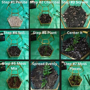Puede incluir: Gu&iacute;a paso a paso para la construcci&oacute;n de un terrario. La imagen muestra un terrario geom&eacute;trico con marco dorado que se llena con perlita, carb&oacute;n vegetal, tierra y una peque&ntilde;a planta. El proceso incluye agregar musgo.