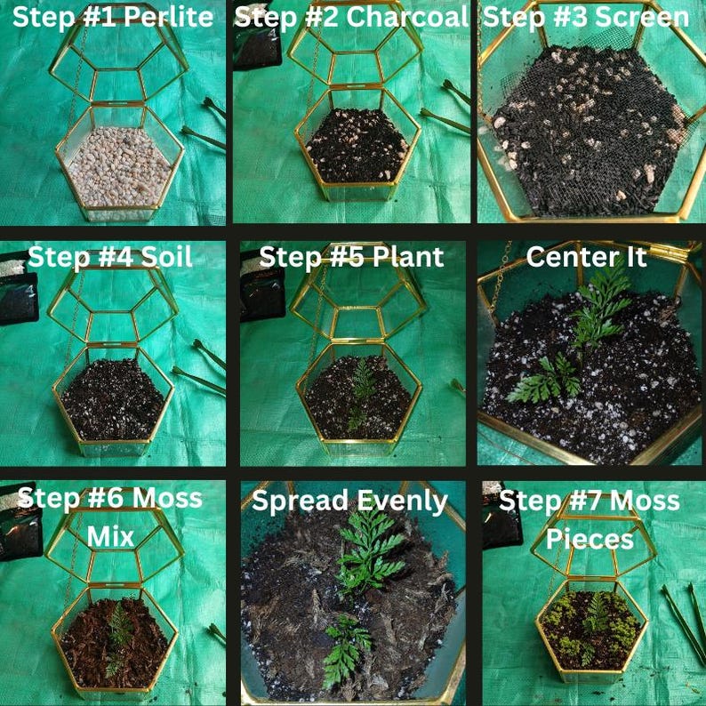 Puede incluir: Gu&iacute;a paso a paso para la construcci&oacute;n de un terrario. La imagen muestra un terrario geom&eacute;trico con marco dorado que se llena con perlita, carb&oacute;n vegetal, tierra y una peque&ntilde;a planta. El proceso incluye agregar musgo.