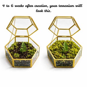 Kit de terrario de helechos y musgo con cúpula de cristal, kit de plantas para armar, kit de terrario de musgo, ecosistema autosostenible, kit de inicio para terrarios. imagen 7