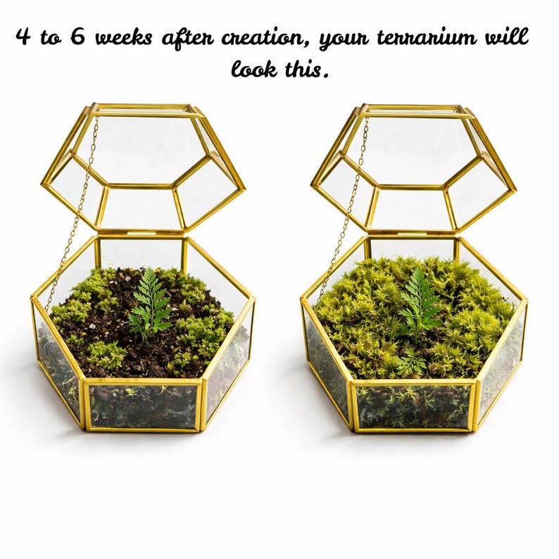 Kit de terrario de helechos y musgo con cúpula de cristal, kit de plantas para armar, kit de terrario de musgo, ecosistema autosostenible, kit de inicio para terrarios. imagen 7