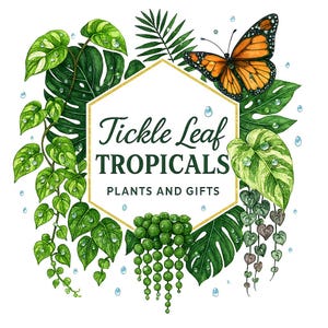 Puede incluir: Ilustraci&oacute;n en acuarela con plantas tropicales, una mariposa monarca y gotas de agua. La imagen incluye el texto "Tickle Leaf Tropicals, Plants and Gifts" dentro de un hex&aacute;gono con bordes dorados. El follaje verde y amarillo rodea el texto central.