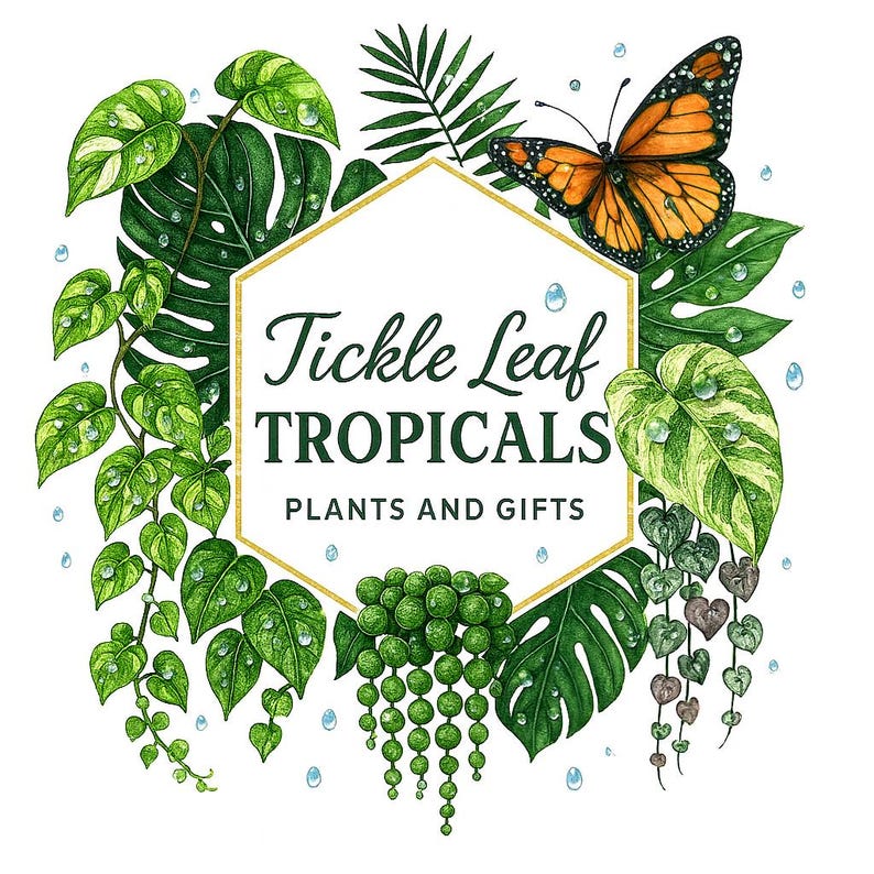 Puede incluir: Ilustraci&oacute;n en acuarela con plantas tropicales, una mariposa monarca y gotas de agua. La imagen incluye el texto "Tickle Leaf Tropicals, Plants and Gifts" dentro de un hex&aacute;gono con bordes dorados. El follaje verde y amarillo rodea el texto central.