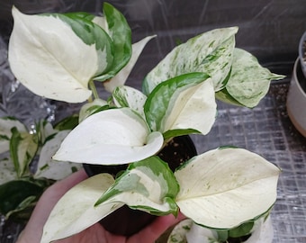 Pothos arlequín de Manjula abigarrado, rara planta viva / Maceta de 4 pulgadas / Pothos abigarrado para interior / Vid tropical de interior fácil de cultivar