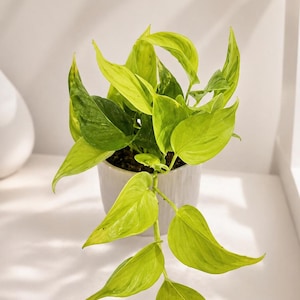 Puede incluir: Una planta de interior con hojas verdes y amarillas brillantes en una maceta de cer&aacute;mica blanca. La planta tiene tallos largos y colgantes y est&aacute; sobre un fondo blanco. Las hojas tienen forma de coraz&oacute;n.