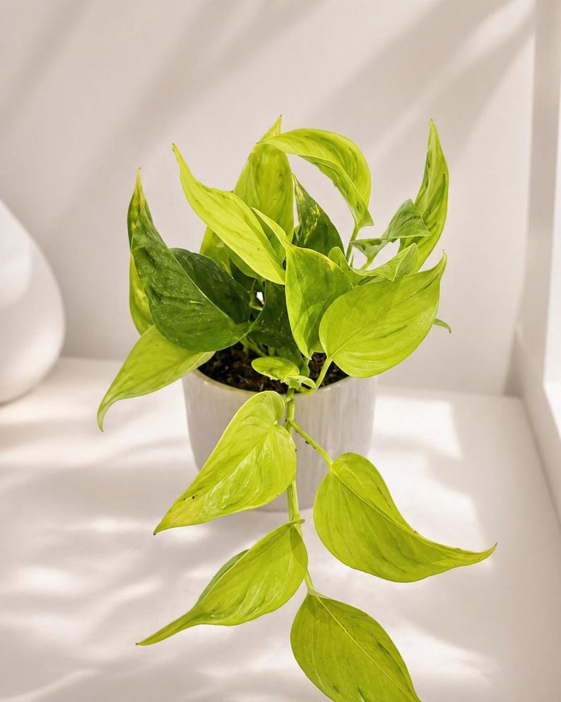 Puede incluir: Una planta de interior con hojas verdes y amarillas brillantes en una maceta de cer&aacute;mica blanca. La planta tiene tallos largos y colgantes y est&aacute; sobre un fondo blanco. Las hojas tienen forma de coraz&oacute;n.
