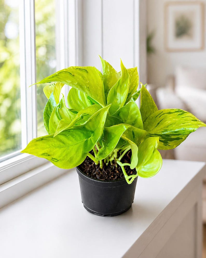 Puede incluir: Una planta de pothos en maceta con hojas abigarradas verdes y amarillas brillantes. La planta est&aacute; en una maceta de pl&aacute;stico negro, colocada en un alf&eacute;izar blanco. Las hojas tienen gotas de agua, lo que sugiere un riego reciente.