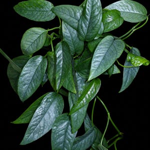 May include: Close-up of a lush, green plant with large, textured leaves. The leaves have a deep green hue with subtle variations in tone, and the plant's stems are visible against a black background. The plant appears healthy and vibrant.