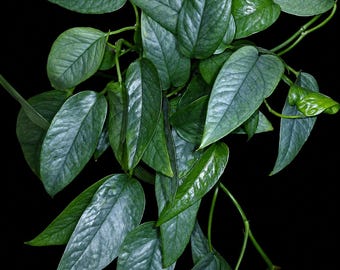 Pothos Cebu Blue de tallo largo – Maceta de 10 cm. Planta de interior azul plateado con largas enredaderas.