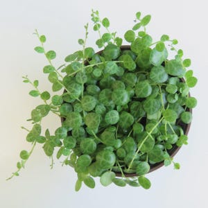 May include: Overhead view of a String of Turtles plant in a brown pot. The plant features small, round, green leaves with darker green markings, resembling turtle shells. The plant's vines cascade over the pot's edge, creating a full, textured appearance.