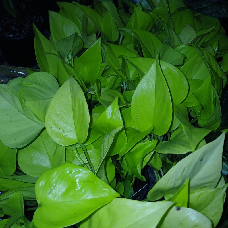 Puede incluir: Primer plano de una vibrante planta verde ne&oacute;n con hojas en forma de coraz&oacute;n. Las hojas son brillantes y densamente empaquetadas, creando una apariencia exuberante y completa. La planta parece sana y bien cuidada, con un color brillante y llamativo.