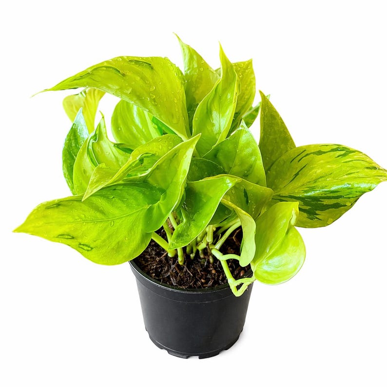 Puede incluir: Una vibrante planta de pothos verde en una maceta de pl&aacute;stico negro. La planta presenta hojas grandes en forma de coraz&oacute;n con un patr&oacute;n abigarrado de amarillo y verde. Las hojas est&aacute;n mojadas, lo que sugiere un riego reciente. La planta es una planta de interior.