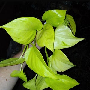 Puede incluir: Primer plano de una vibrante planta de potos ne&oacute;n con hojas en forma de coraz&oacute;n. Las hojas son de un verde chartreuse brillante, con un brillo brillante. Los tallos de la planta son visibles y el fondo es oscuro.