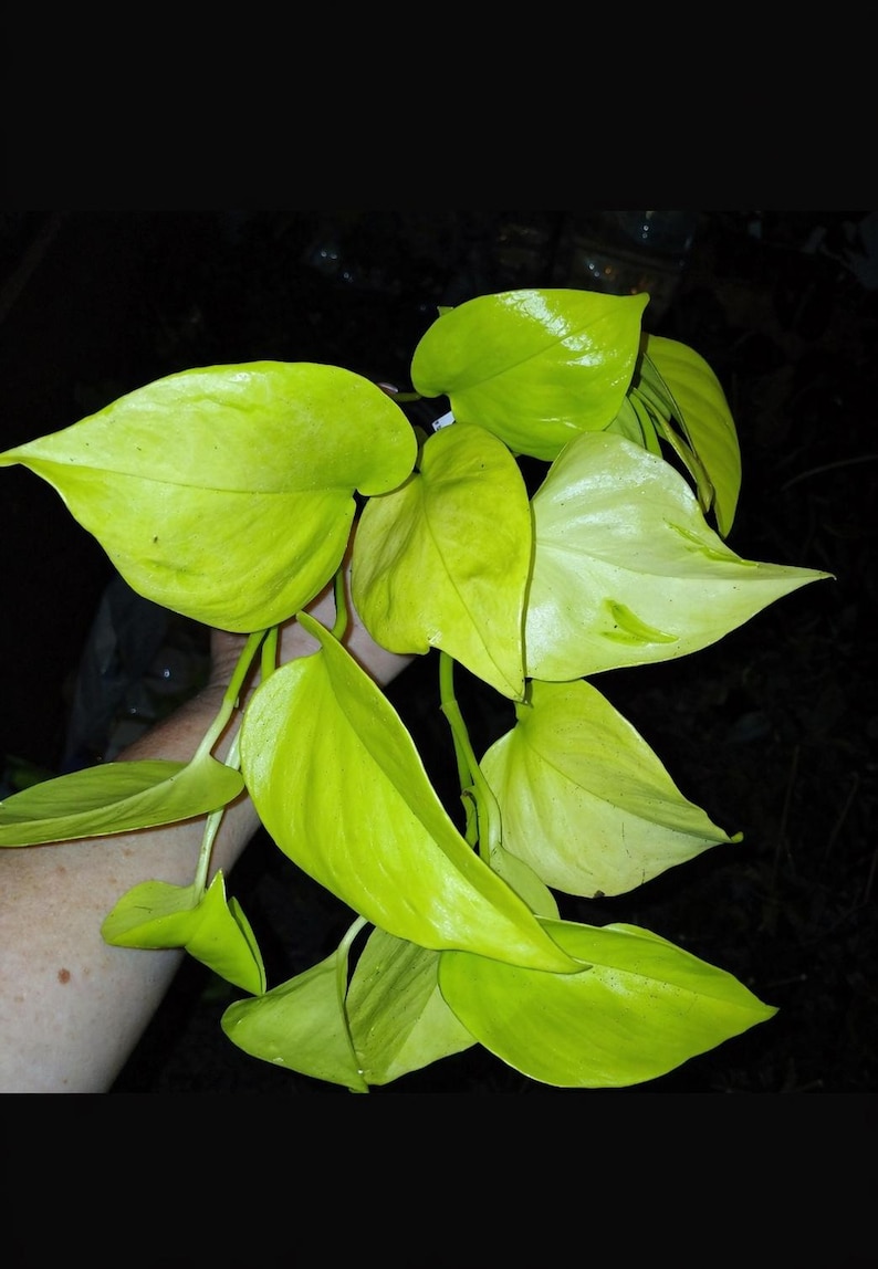 Puede incluir: Primer plano de una vibrante planta de potos ne&oacute;n con hojas en forma de coraz&oacute;n. Las hojas son de un verde chartreuse brillante, con un brillo brillante. Los tallos de la planta son visibles y el fondo es oscuro.