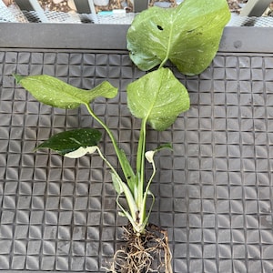 Monstera Thai Constellation – Rare Variegated Plant | 6” Pot | Rooted Live Plant
