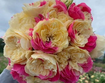 「Judy」 バラ苗　つるバラ　レア HanXia♡ Rose Judy様専用」 バラ苗 つるバラ レア HanXia♡ Rose