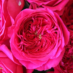 Pas De Deux 双人芭蕾, Rosa Arbustiva Japonesa, Raiz Não Enxertada/Própria