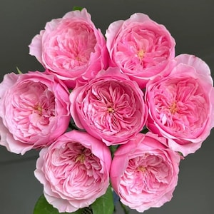 Carey Rose - English Rose