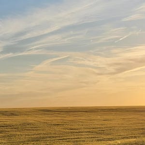 May include: A vast, golden wheat field stretches toward the horizon under a bright sky. The scene is illuminated by the warm, soft glow of a setting sun, with wispy, elongated clouds drifting across the blue and yellow gradient of the atmosphere.