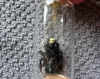 Real Bumble Bee: Vulture Culture, Bees, Oddity, Curiosity