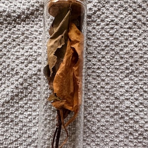 May include: A clear glass vial filled with dried brown and tan leaves, sealed with a cork stopper. The leaves have a variety of shapes and textures, creating a natural, earthy aesthetic. The vial is cylindrical and stands upright.