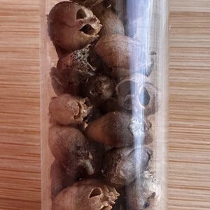 May include: A clear glass vial with a silver screw-top lid containing multiple dried brown snapdragon seed pods. The seed pods have a distinct, skull-like appearance with hollow openings and textured surfaces, filling the cylindrical container.