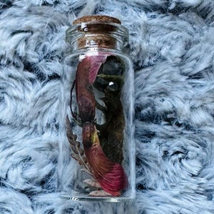 May include: A small, clear glass bottle with a cork stopper, filled with dried botanical elements. Inside are a red and brown seed pod, a small green object, and other dried plant matter. The bottle sits on a fluffy, light blue surface.