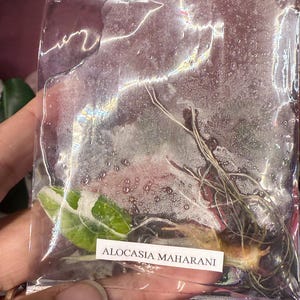 Alocasia Maharani albo