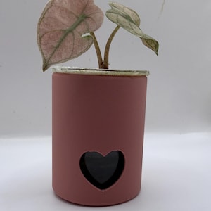 May include: A small potted plant with two large, pinkish-green leaves and a smaller, green leaf. The plant is in a cylindrical, dusty rose-colored pot with a heart-shaped cutout. The pot has a silver rim.