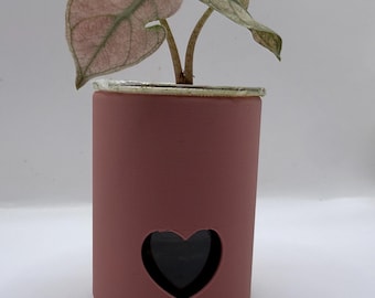 Maceta/jardinera para alocasia