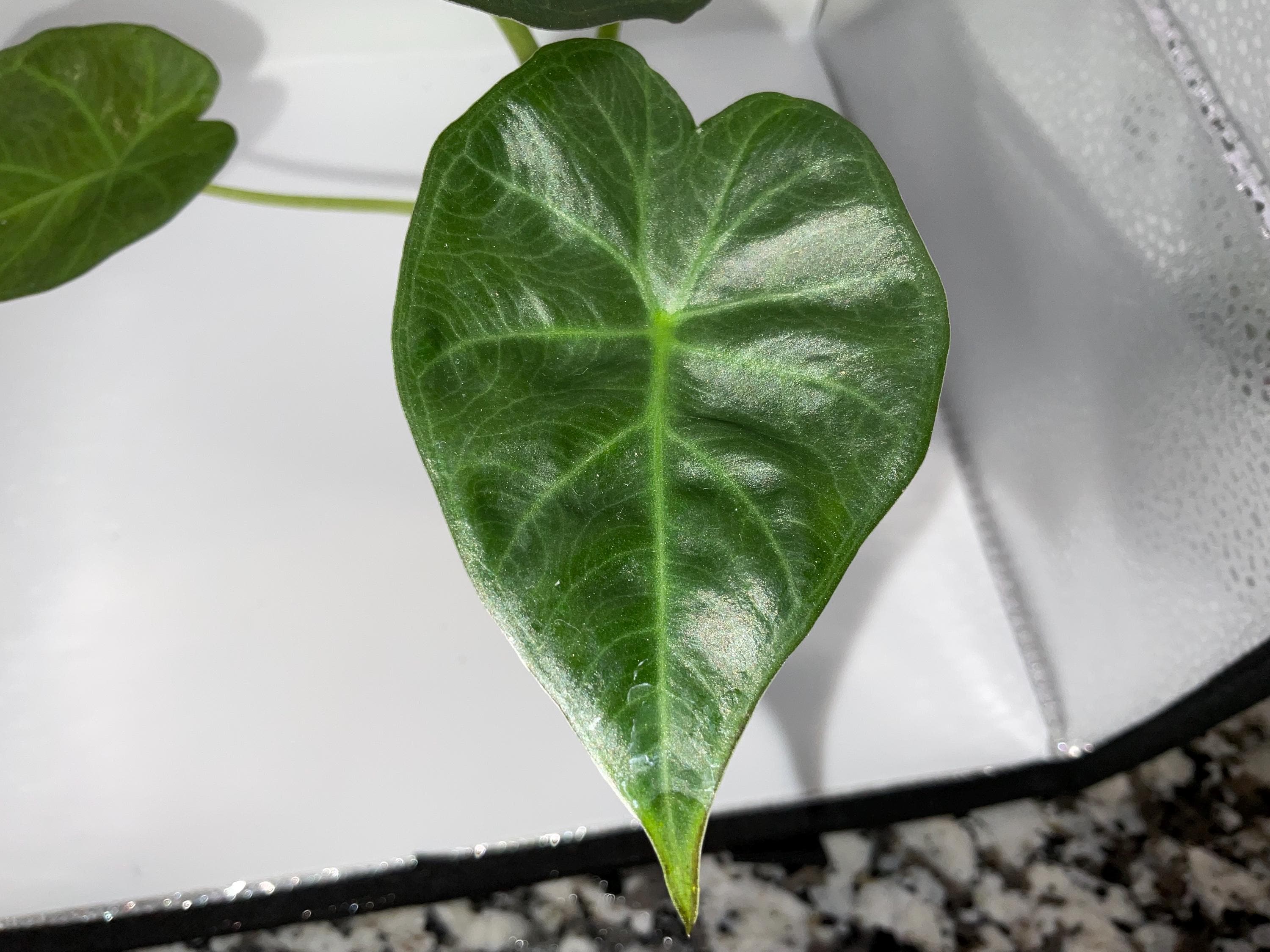 Alocasia regal shields - Etsy 日本