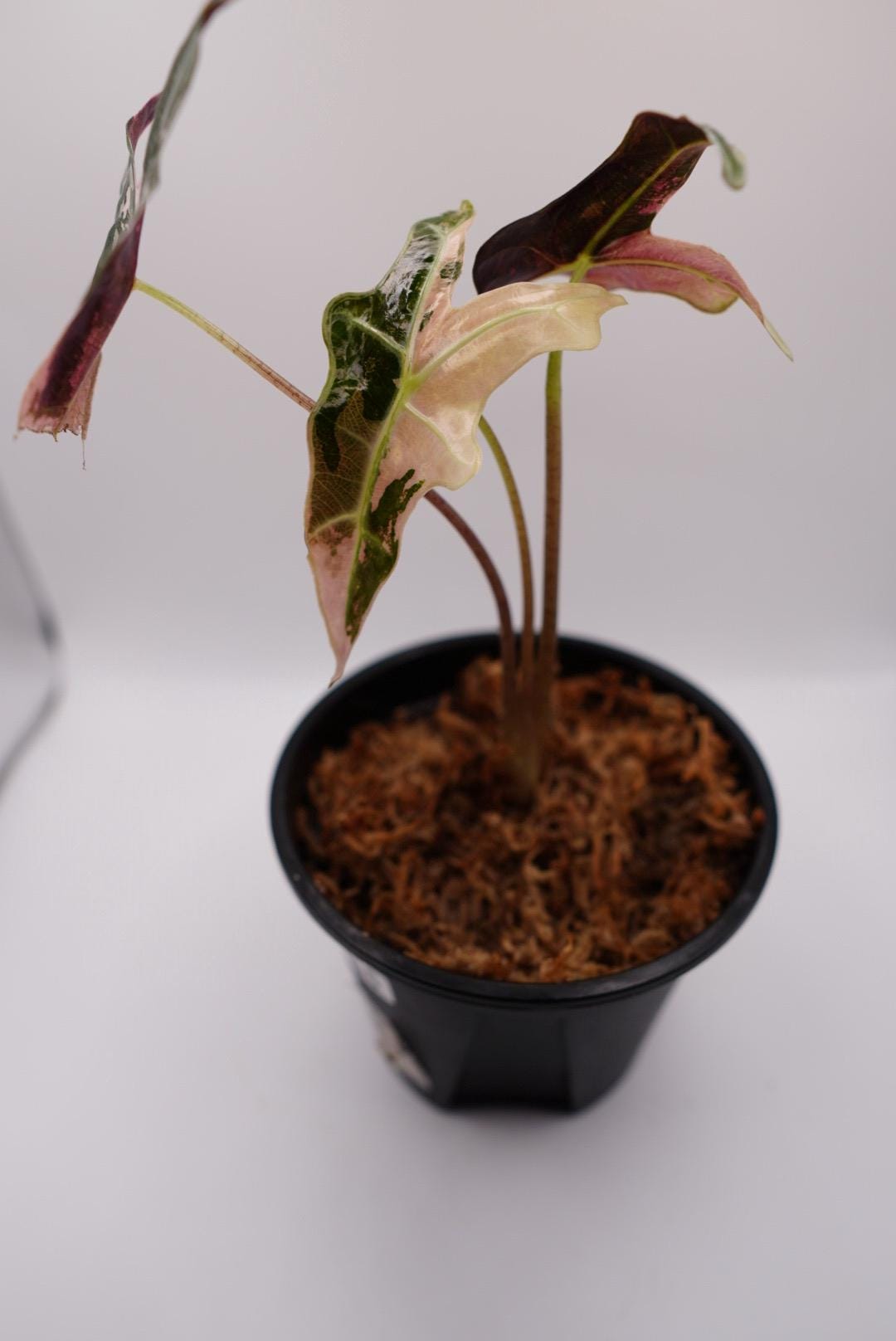 Alocasia Nobilis Pink Variegated - Etsy