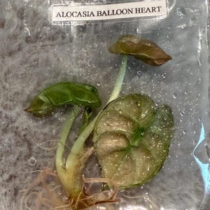 Alocasia Pink Heart Balloon