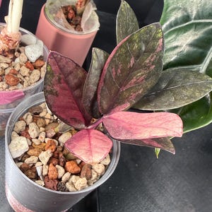 Variegated Zz Pink - Etsy