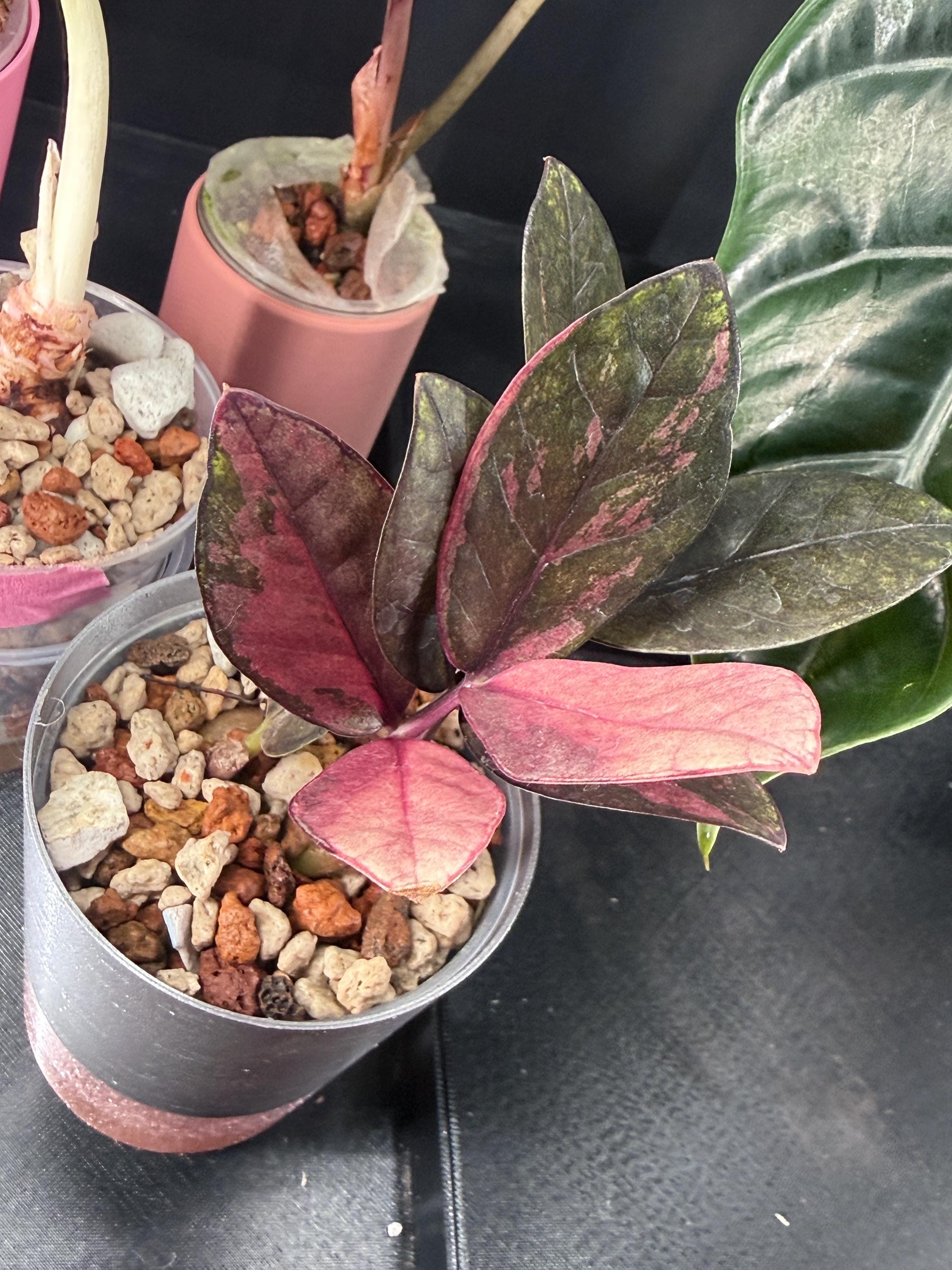 Pink Zz - Etsy Canada