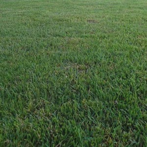 Zenith Zoysia Grass Seeds – 1000 Sample Pack