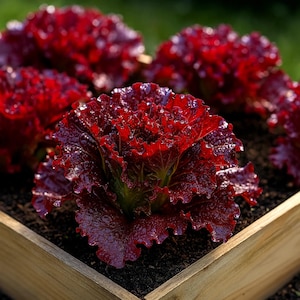 1000+ Ruby Red Lettuce Seeds – Antioxidant-Rich Heirloom – Non-GMO