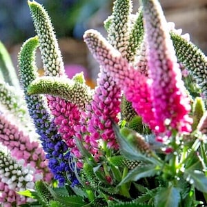 162 Veronica Longifolia Seeds – Blue & Pink Speedwell Perennial Flowers