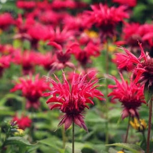 Red Bee Balm Seeds | 1,000 Monarda Seeds | Fiery Perennial for Hummingbirds