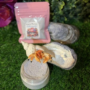 May include: A pink pouch labeled "Maine Mussel Shell Powder" next to a clear jar of powder and a hermit crab figurine. A large seashell and a smaller shell are also in the image, all on a green surface.
