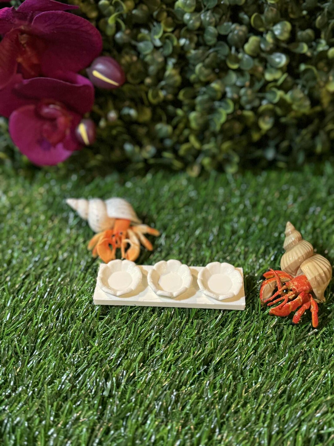 Picture of What Do Hermit Crabs Eat? - The Spruce Pets