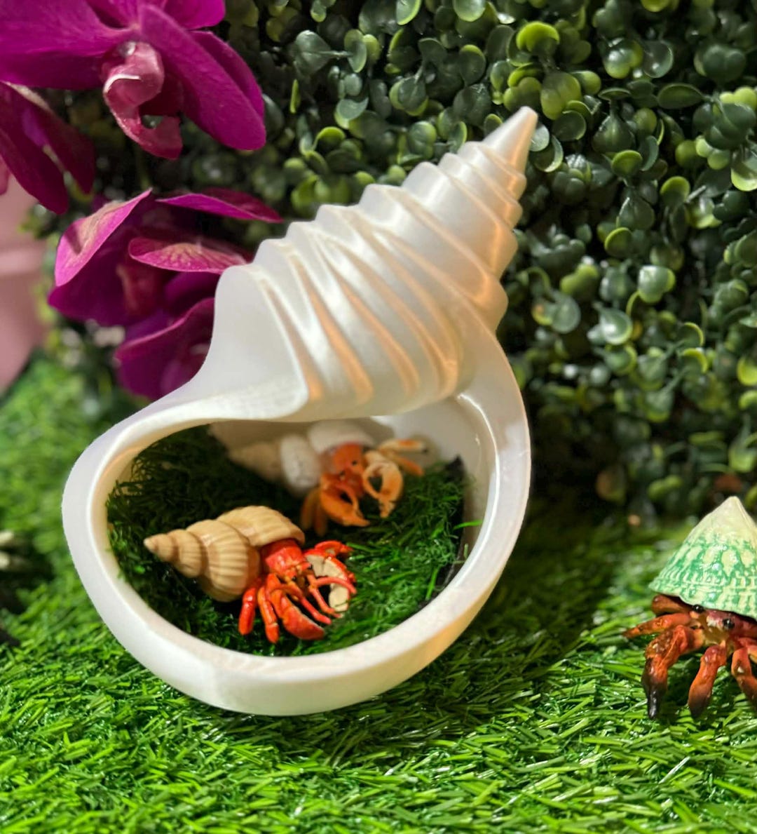 Shell Hide & Moss Pit – Cozy, Beachy Comfort for Your Hermit Crabs - Etsy