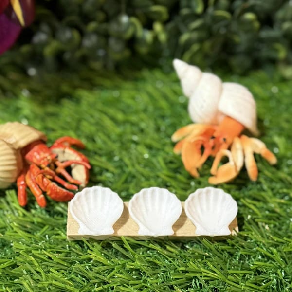 Driftwood Dreams Oil Dish for Hermit Crabs